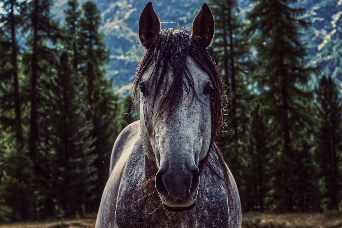 amido-cavallo-rischi