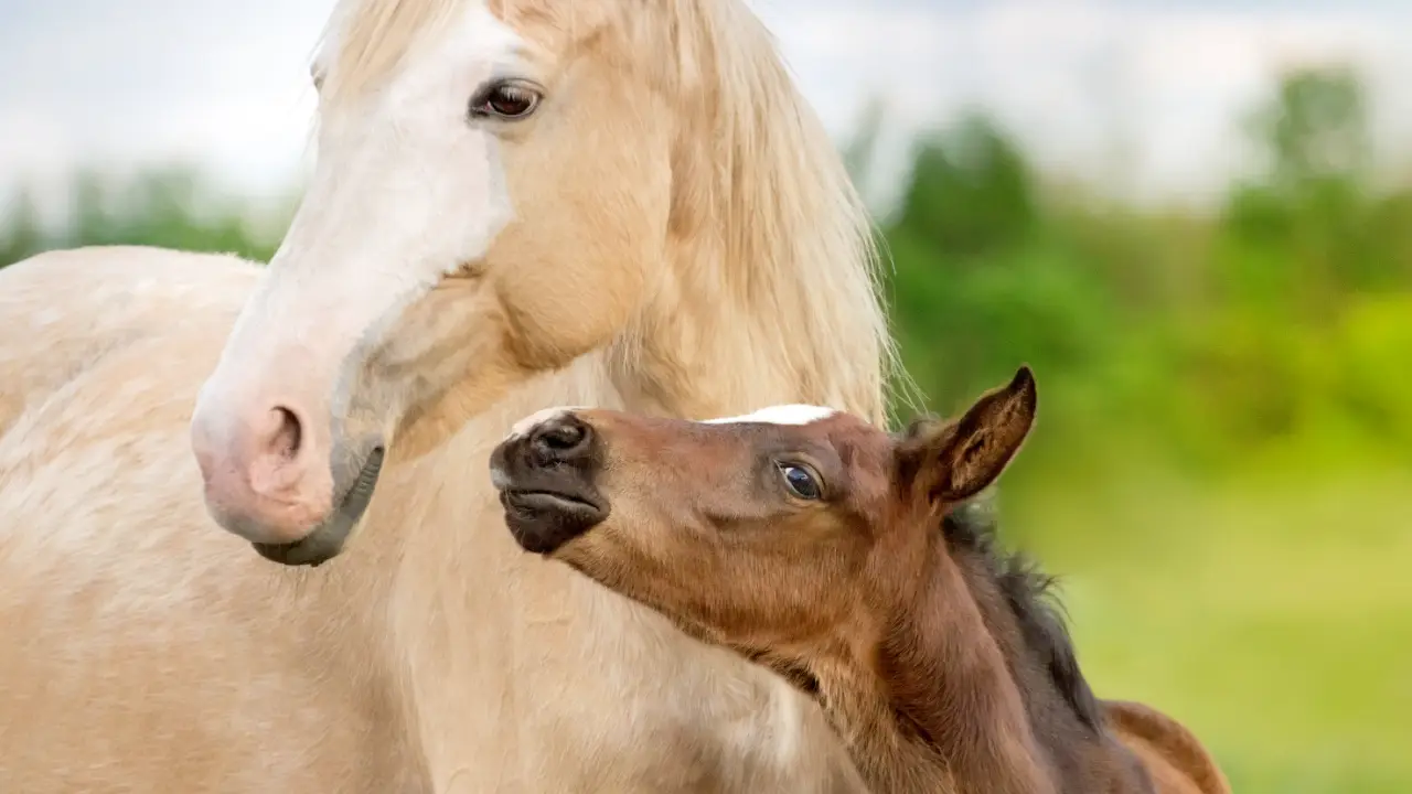 Tutto Sul Mondo Dei Cavalli Il Blog Di DerbyOne Tutto Sul Mondo Dei Cavalli Il Blog Di DerbyOne