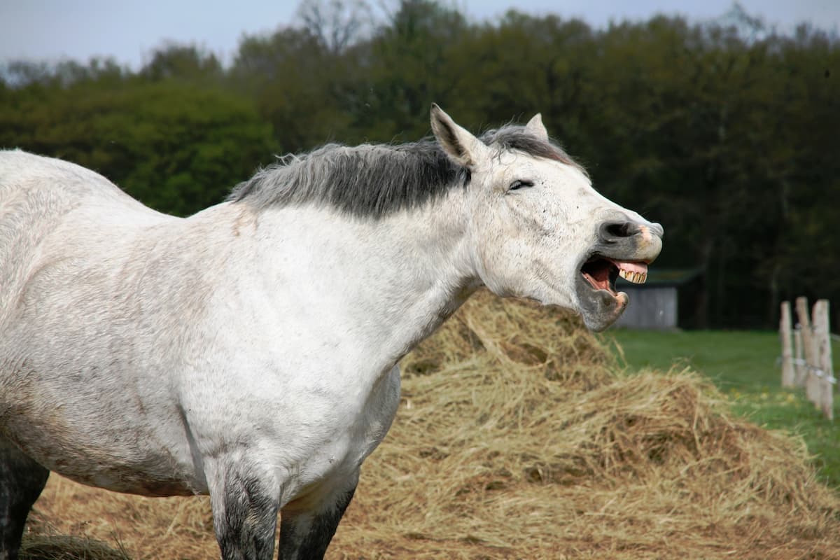 cavallo anziano