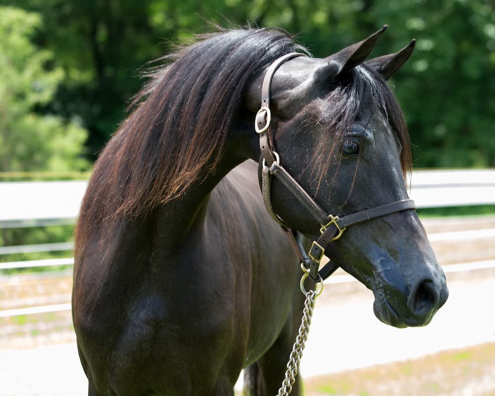 cavallo da endurance alimentazione