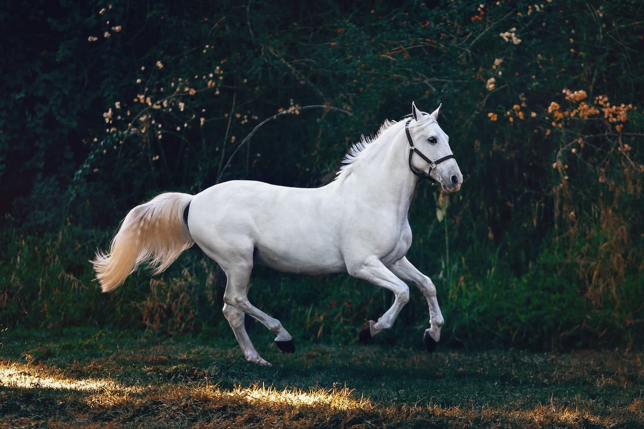 cavallo con coliche