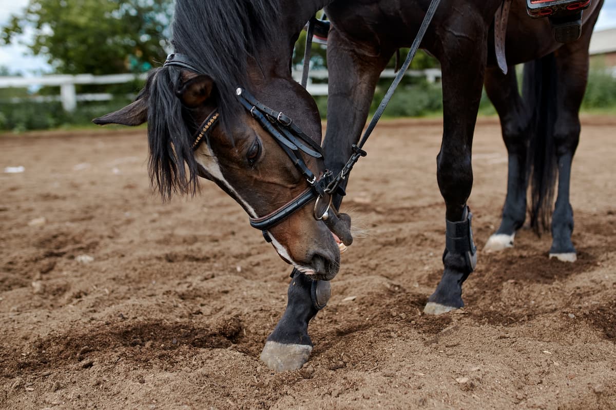 la laminite nel cavallo