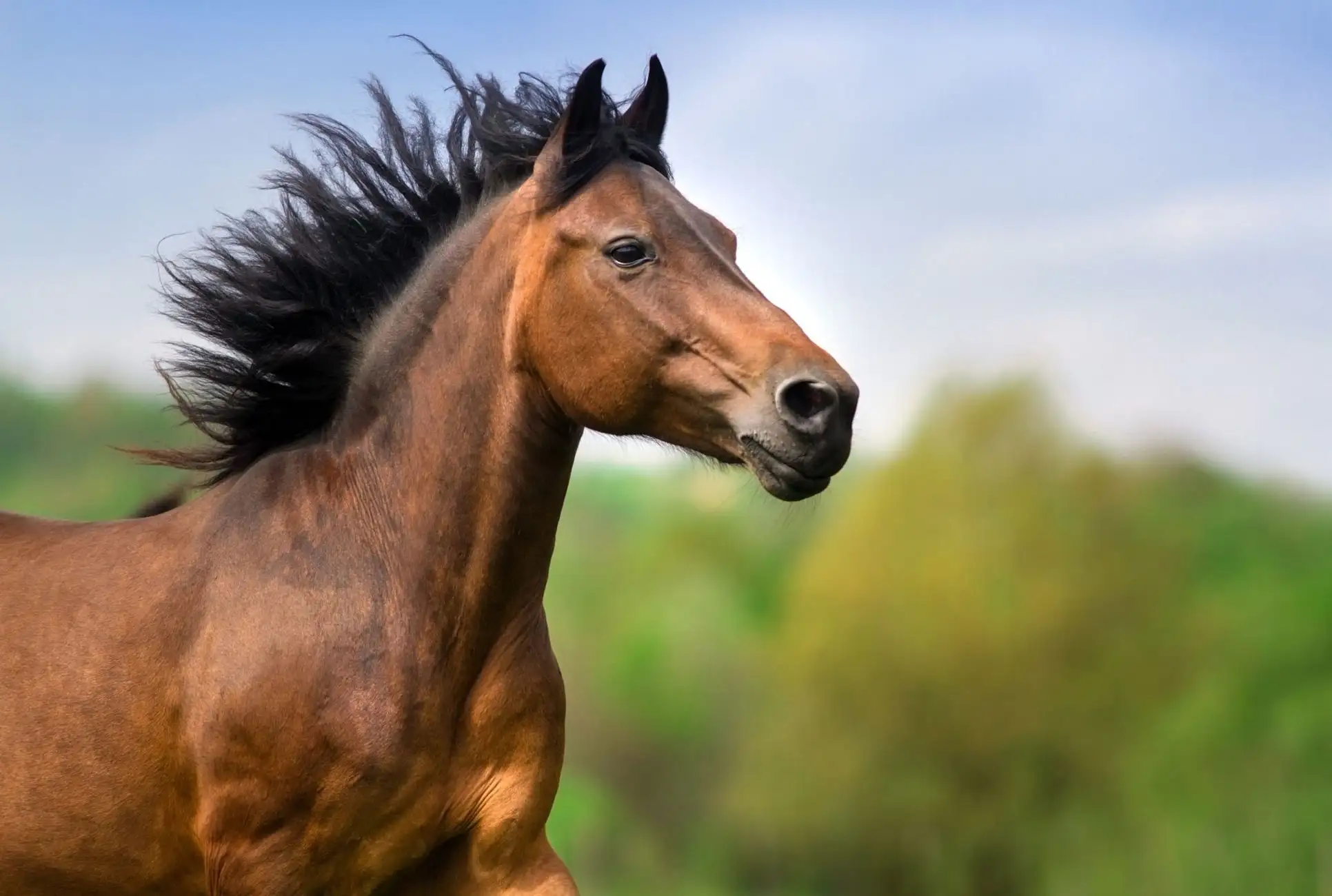 1 kg derbymed flexoten Don per cavalli